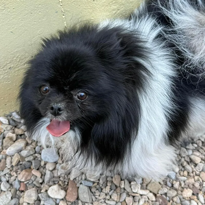 Oreo thumbnail 2