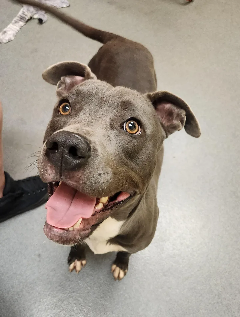 Milo  Staff Favorite! thumbnail 3