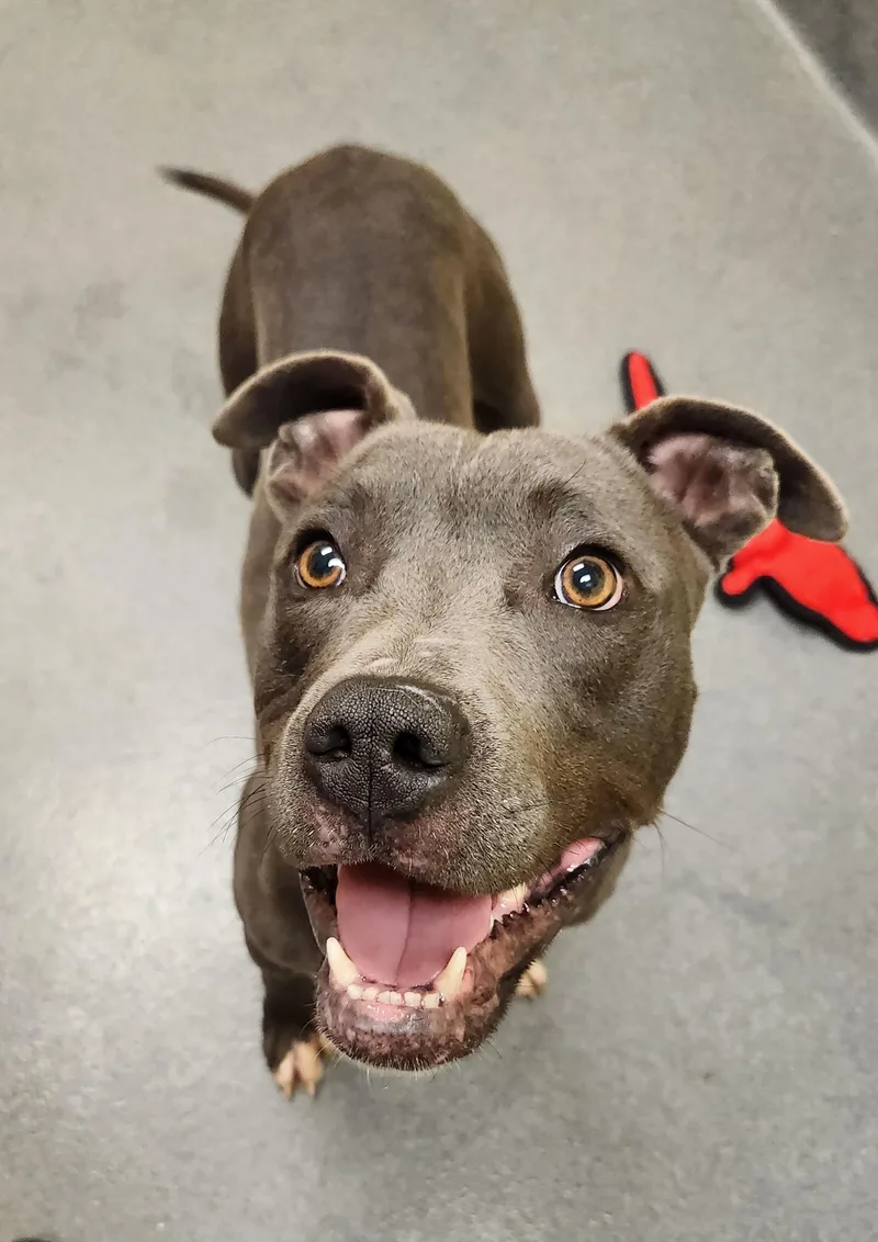 Milo  Staff Favorite! thumbnail 4