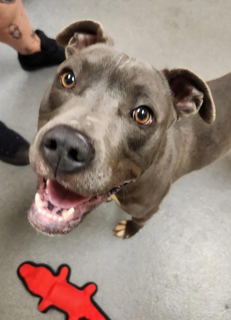 Milo  Staff Favorite! thumbnail 5