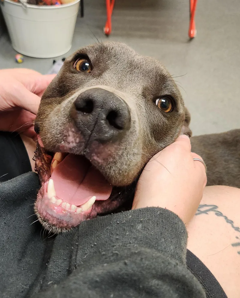 Milo  Staff Favorite! thumbnail 6