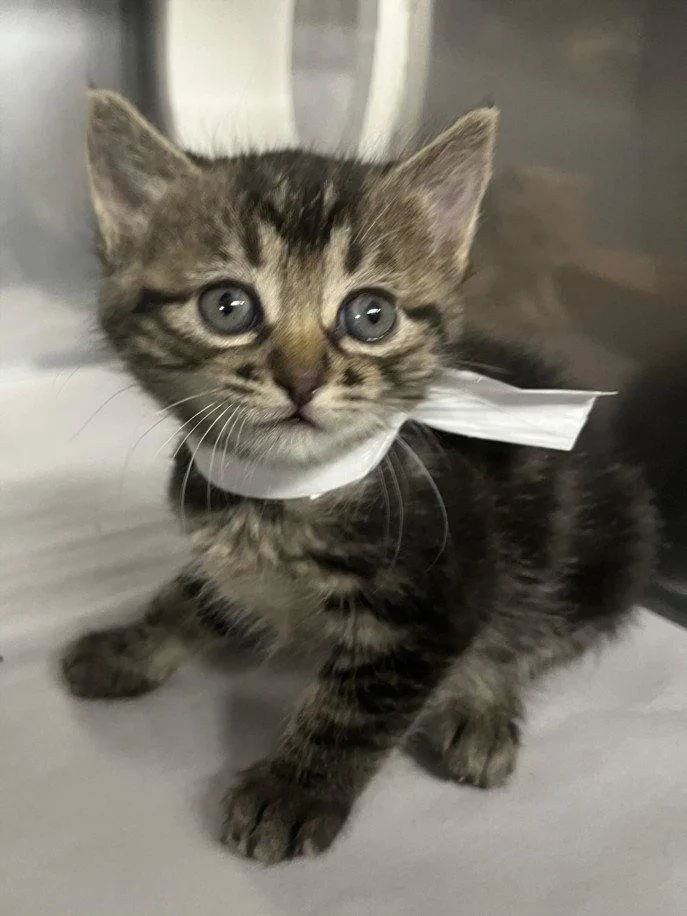 A baby small-sized female Brown / Chocolate Domestic Short Hair cat named Eleven for adoption in Woodland, CA