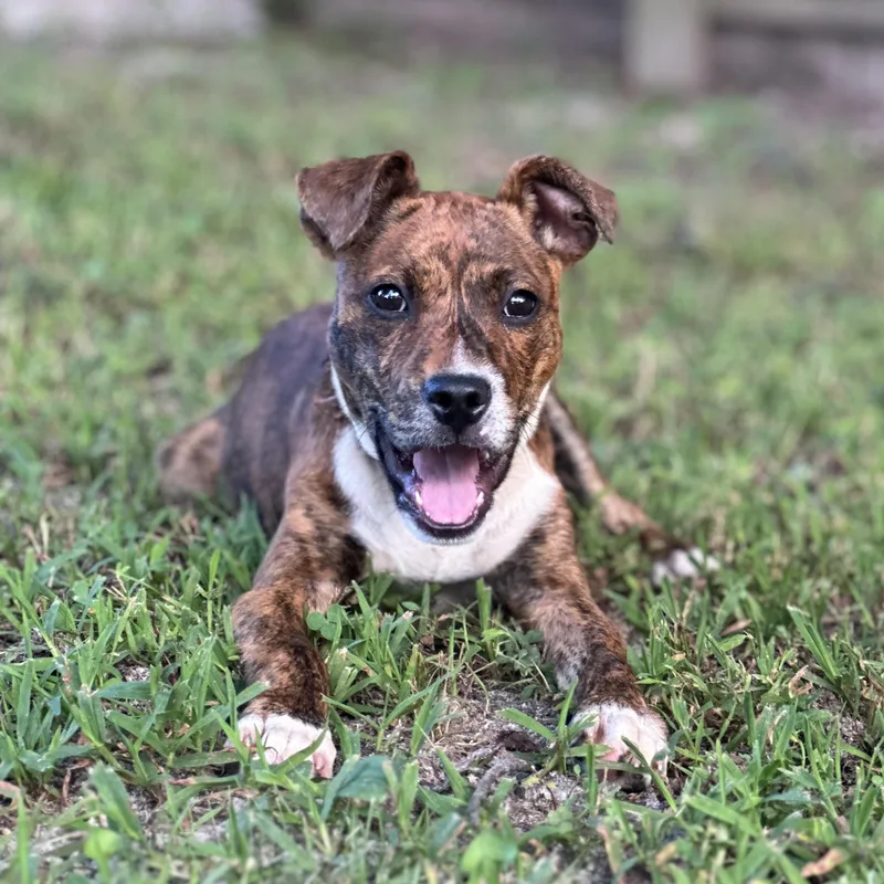 Piper