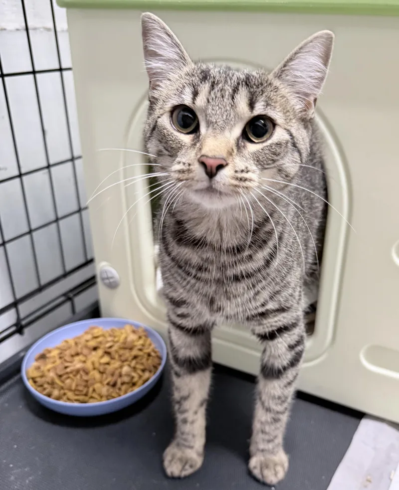 A young medium-sized female Tabby (Buff / Tan / Fawn) American Shorthair cat named Binnie for adoption in Philadelphia, PA