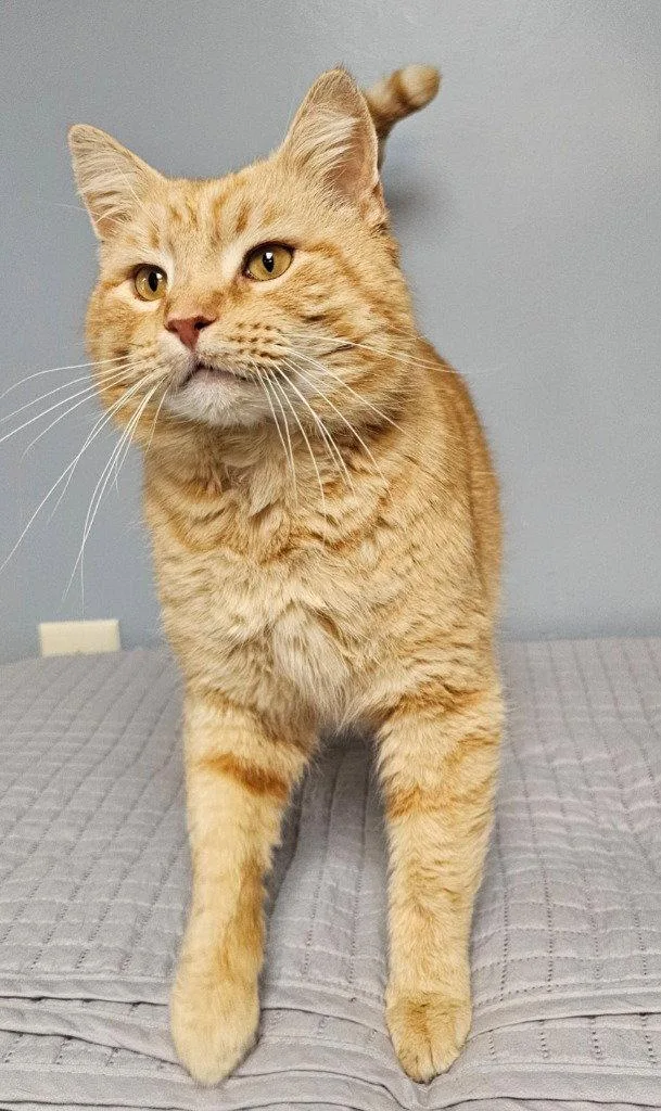 An adult large-sized male Tabby (Orange / Red) Tabby cat named Nacho for adoption in Lovingston, VA