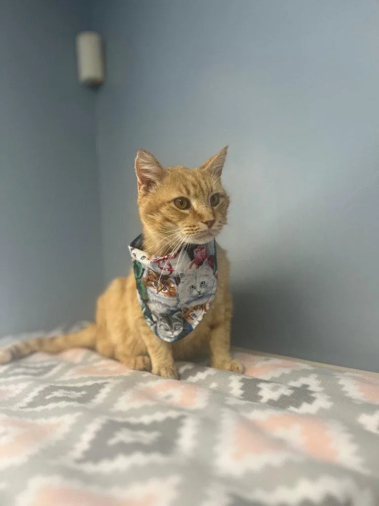 Nacho thumbnail 2