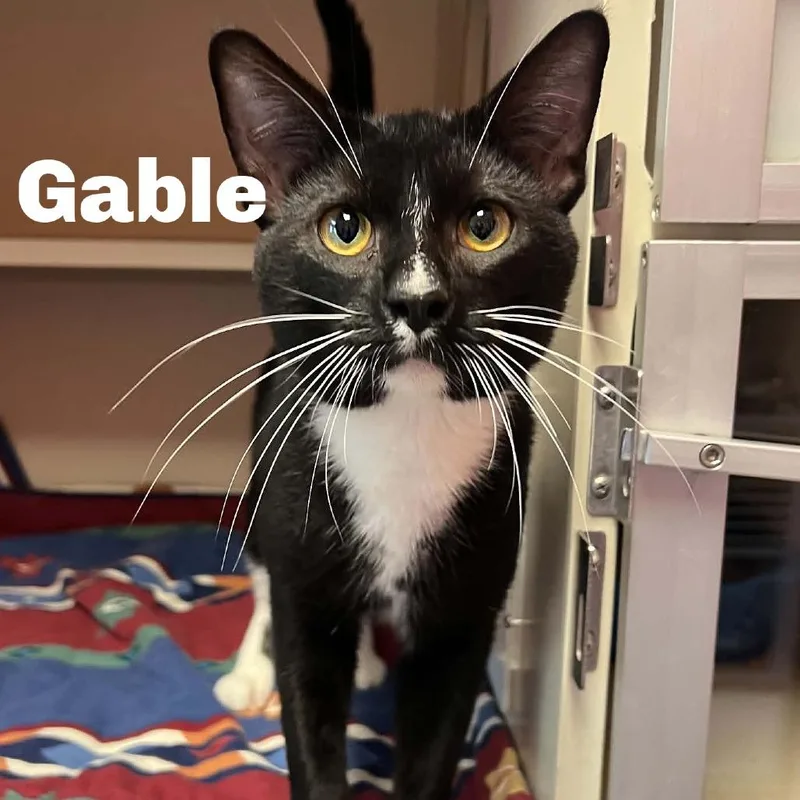 Gable thumbnail 2