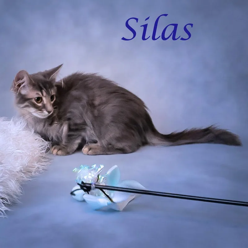 A baby small-sized male Gray / Blue / Silver Domestic Short Hair cat named Silas C for adoption in Lebanon, TN