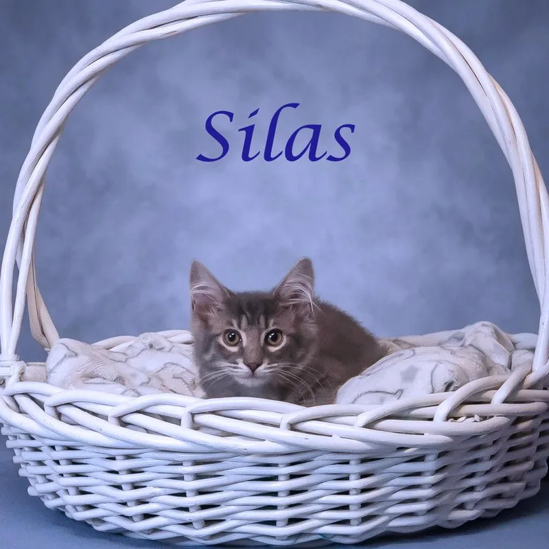 Silas C thumbnail 2
