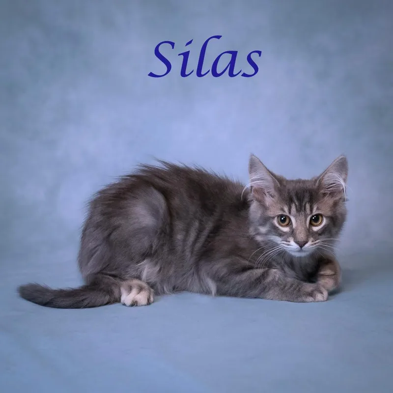 Silas C thumbnail 3