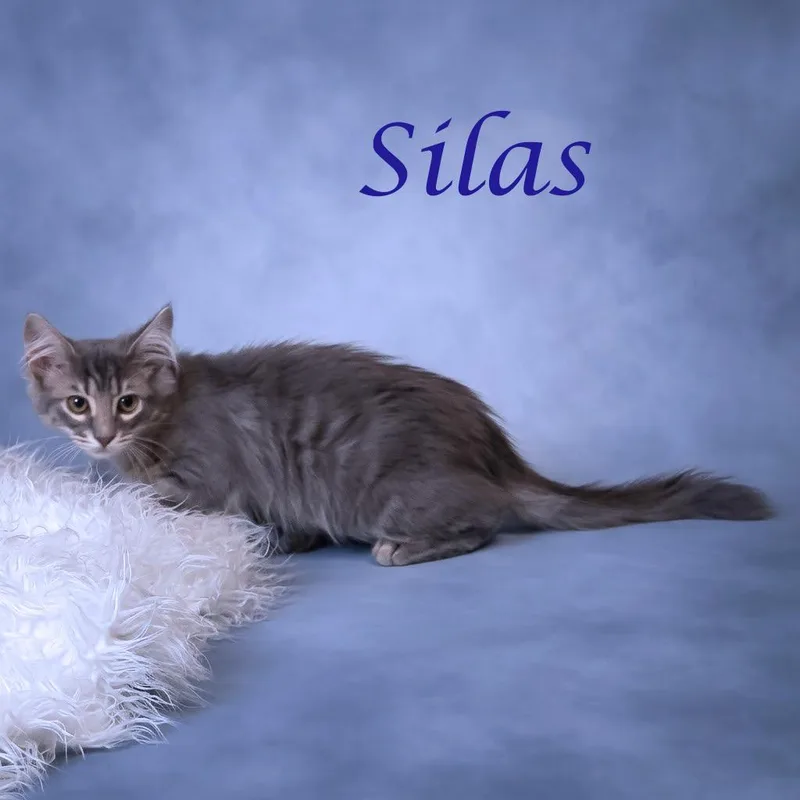 Silas C thumbnail 4