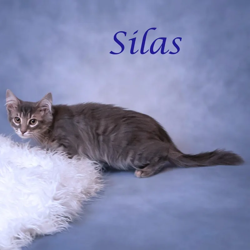 Silas C thumbnail 5