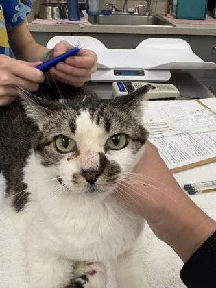 An adult large-sized female Domestic Short Hair cat named Big Momma for adoption in Palm Coast, FL