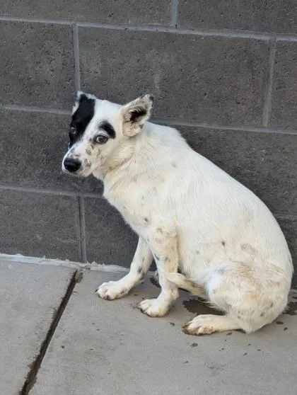 A baby medium-sized female White / Cream Mixed Breed dog named Clove for adoption in El Paso, TX