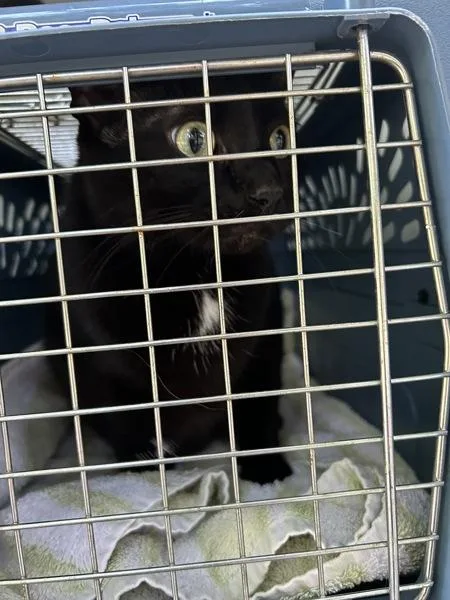 An adult large-sized female Bombay cat named Bella for adoption in Virginia Beach, VA
