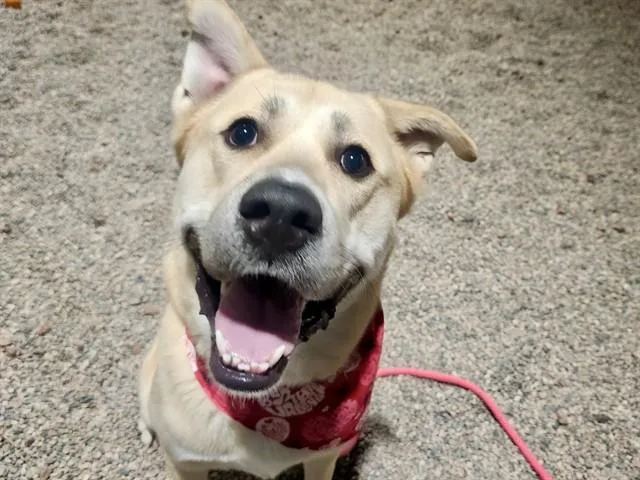 An adult large-sized male Labrador Retriever dog named Golden for adoption in Phoenix, AZ