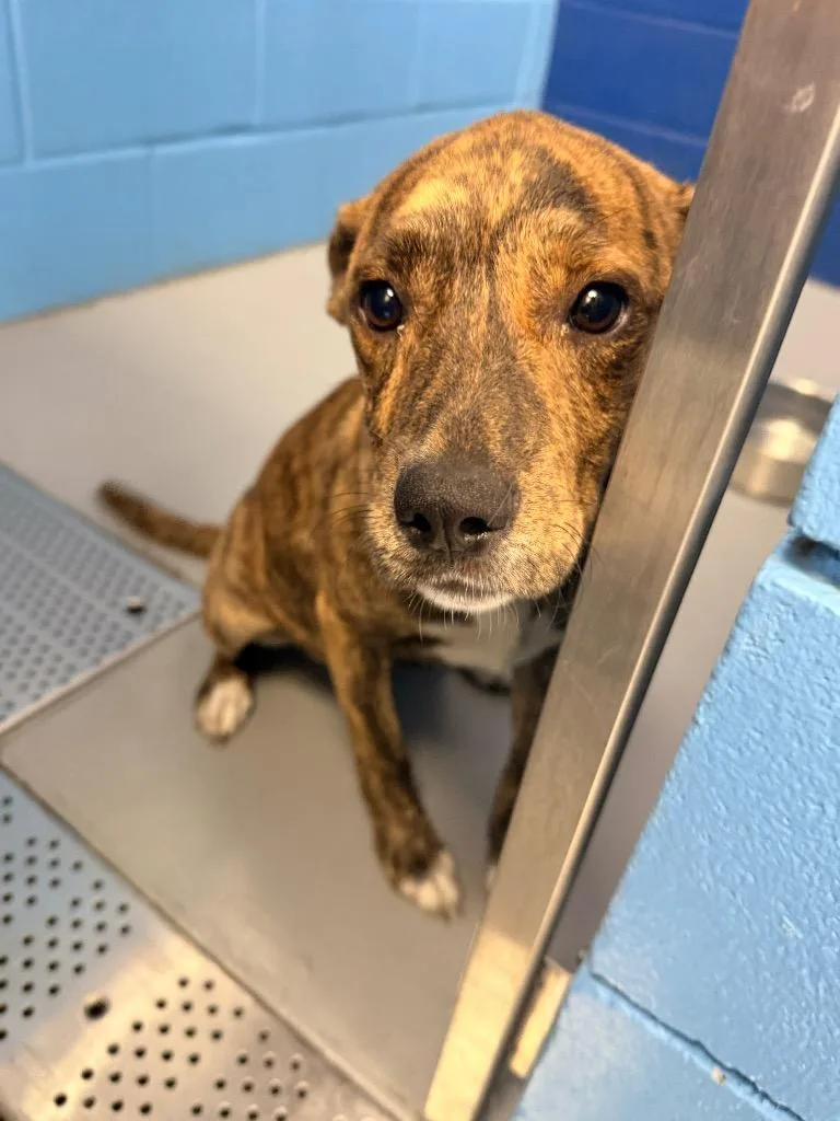 A baby medium-sized female Terrier dog named Lola for adoption in Hartsville, SC