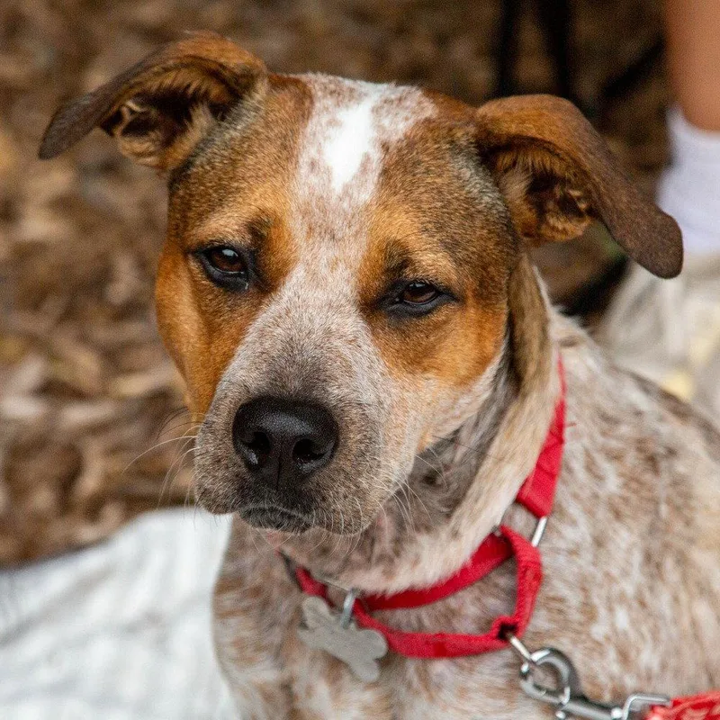An adult medium-sized female Australian Cattle Dog / Blue Heeler dog named Grits for adoption in Bloomfield, CT
