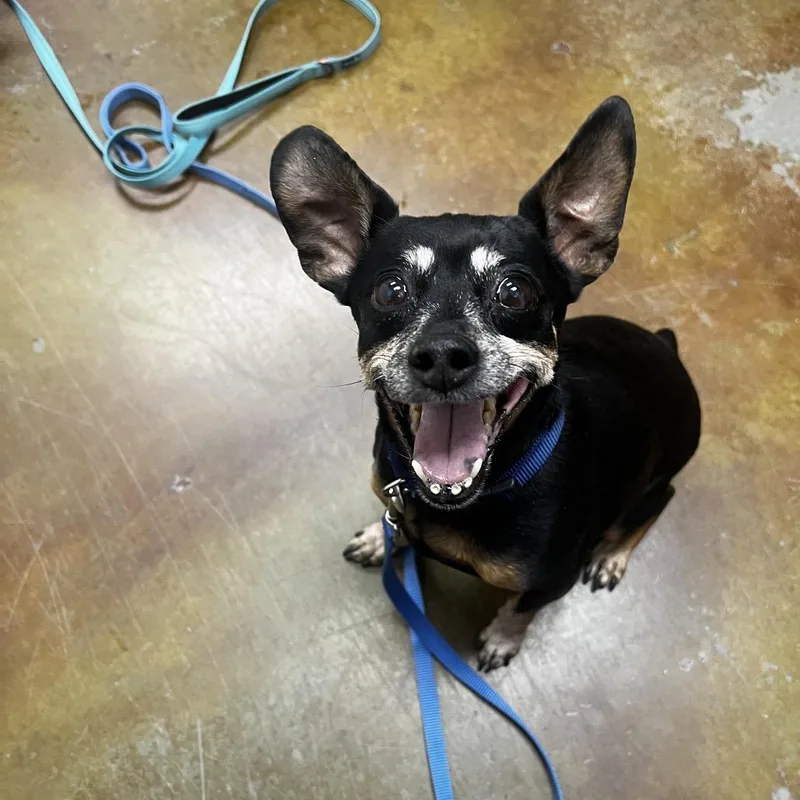 A senior small-sized female Black Miniature Pinscher dog named Stray Hold  Gretta for adoption in Albuquerque, NM