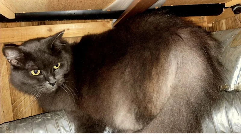 A senior large-sized female Blue Cream Maine Coon cat named Lady for adoption in Chase City, VA