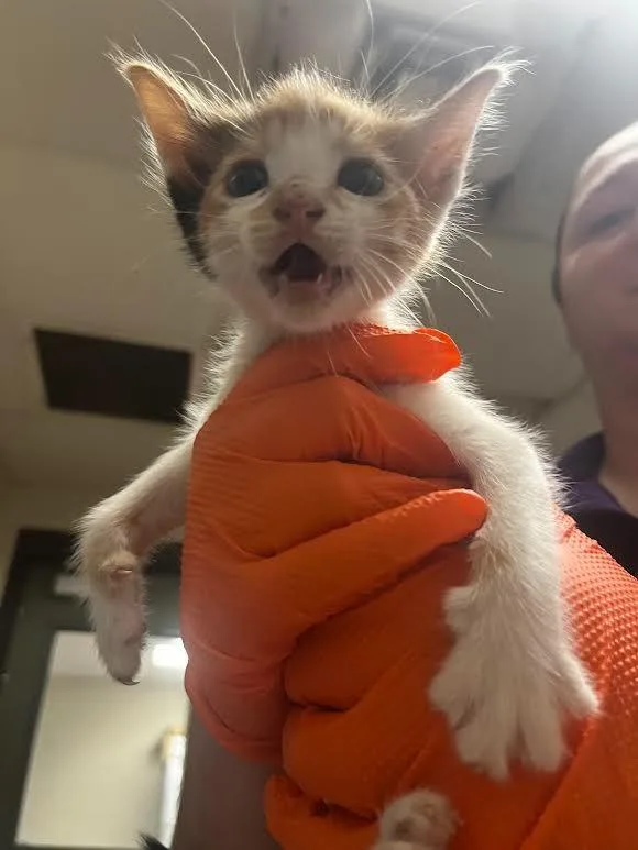 A baby large-sized female Calico cat named Himalia for adoption in Nacogdoches, TX