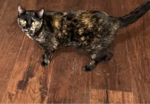 An adult medium-sized female Domestic Short Hair cat named Bh  Raven for adoption in Battle Ground, WA