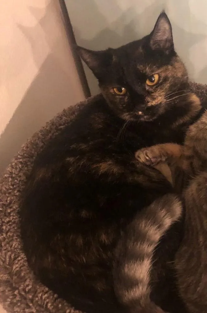 Bh  Raven thumbnail 2