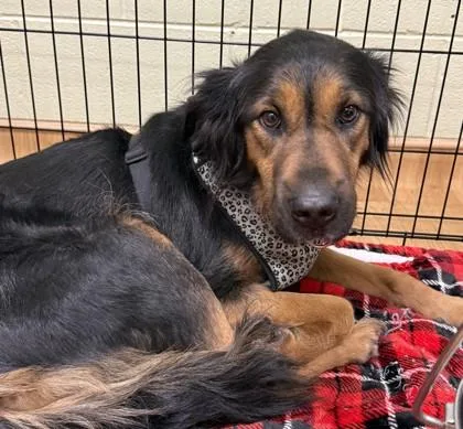 An adult large-sized female Hound dog named Cricket for adoption in Cumberland, MD
