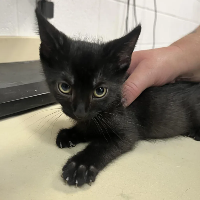 A baby small-sized male Black Domestic Short Hair cat named Binx for adoption in Ardmore, OK