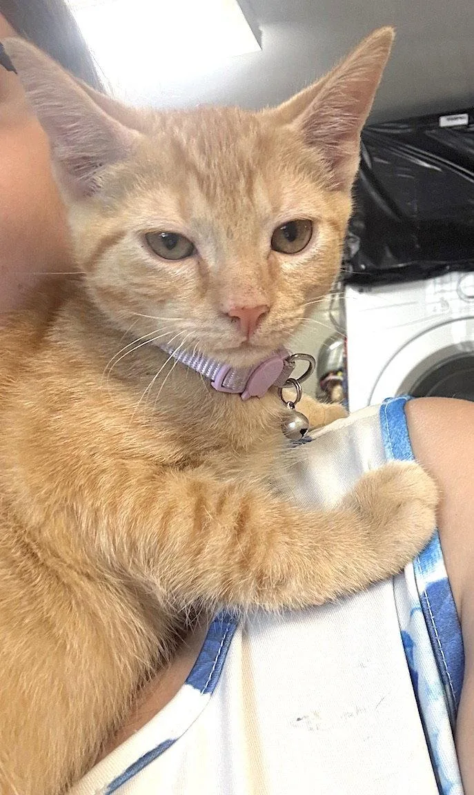 A young medium-sized male Orange / Red Domestic Short Hair cat named Apollo for adoption in Albemarle, NC