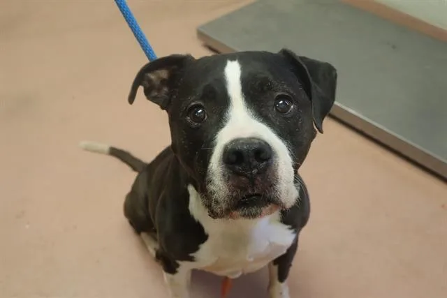 An adult large-sized male Mixed Breed dog named Rocky for adoption in Columbia, SC