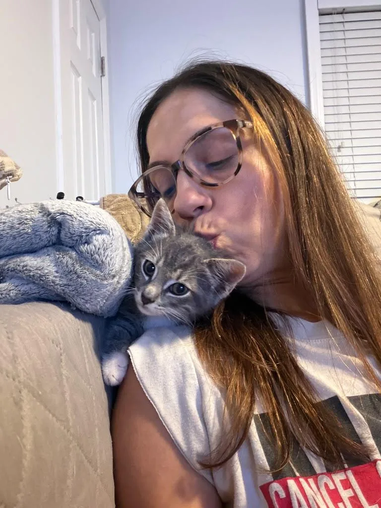 A baby small-sized male Domestic Medium Hair cat named Ash for adoption in South Ozone Park, NY