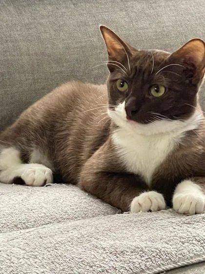 Louie