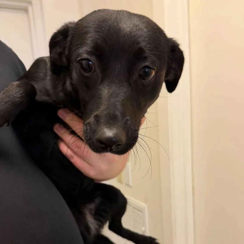 A young large-sized female Black Labrador Retriever dog named Jessie for adoption in Weaverville, CA