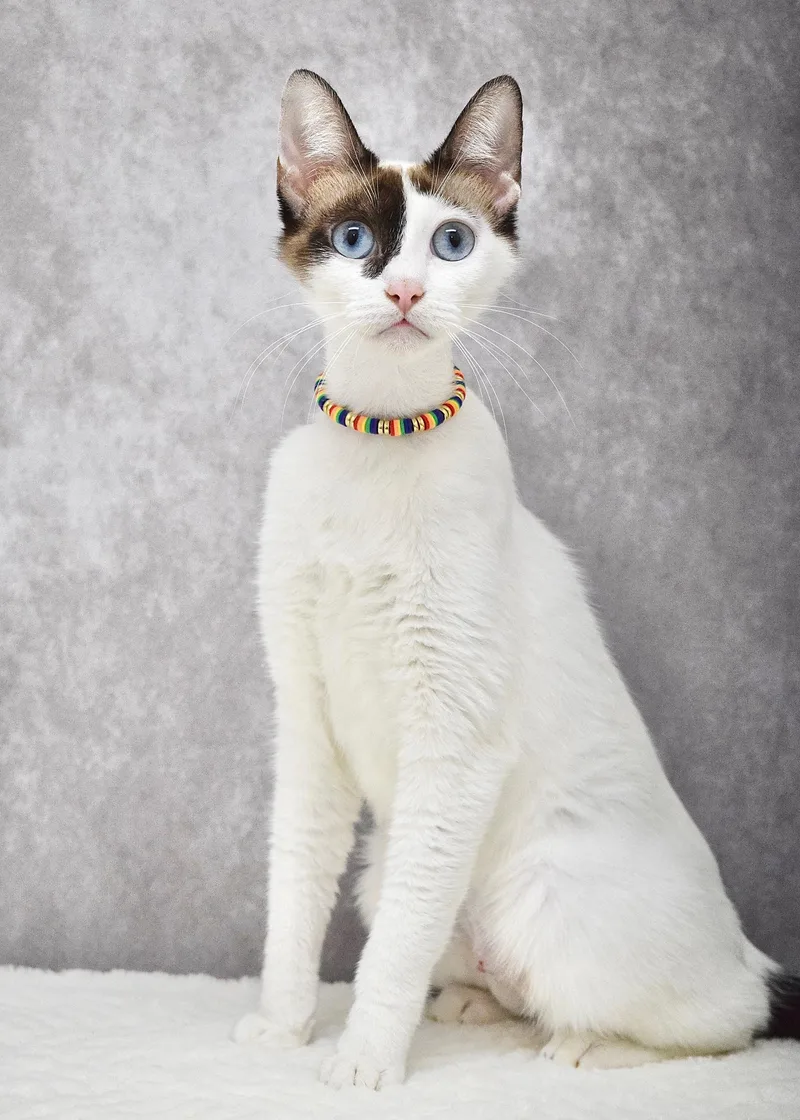 A young medium-sized female White Domestic Short Hair cat named Candy for adoption in Dublin, CA