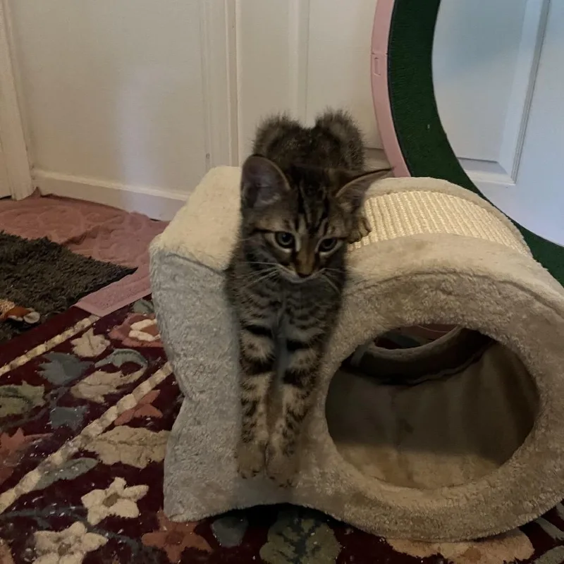 A baby small-sized female Brown / Chocolate Domestic Short Hair cat named Lily for adoption in Escondido, CA
