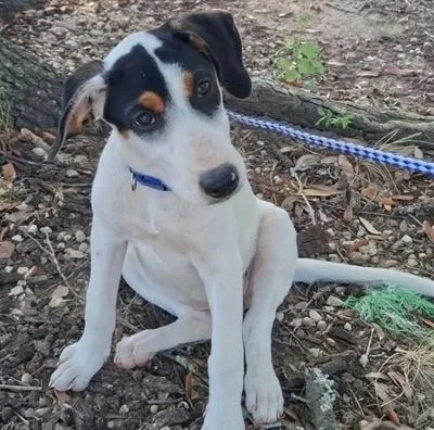 A baby medium-sized female Jack Russell Terrier dog named Nala for adoption in Krum, TX