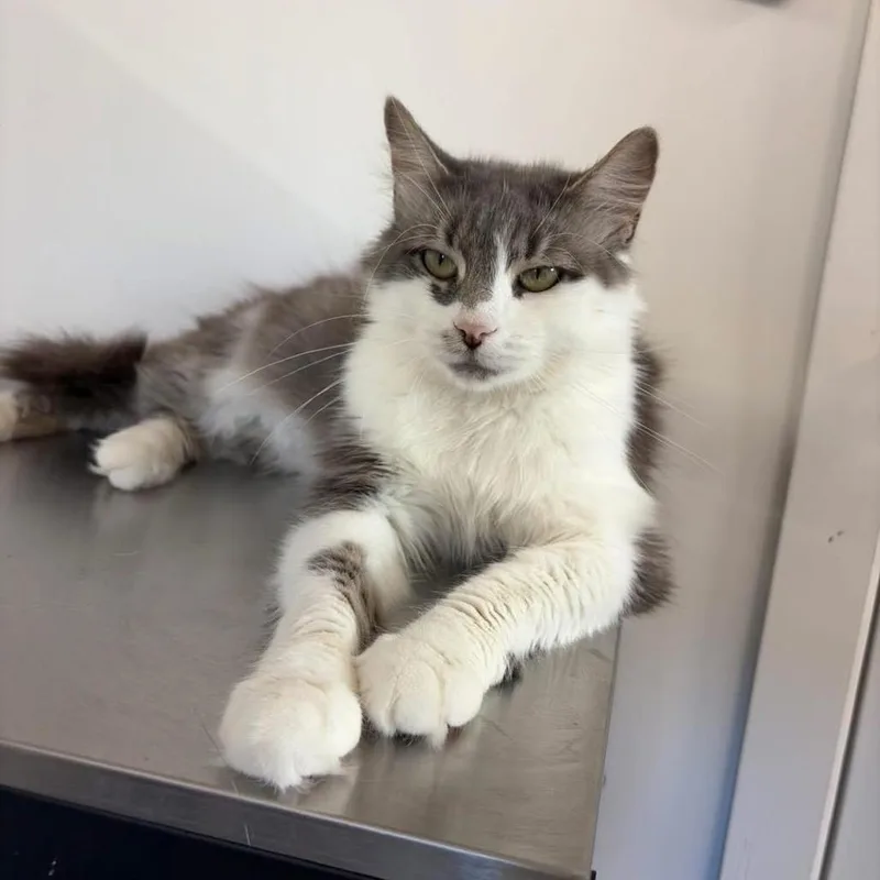 An adult medium-sized female Gray / Blue / Silver Domestic Medium Hair cat named Katniss Arc for adoption in Akron, NY