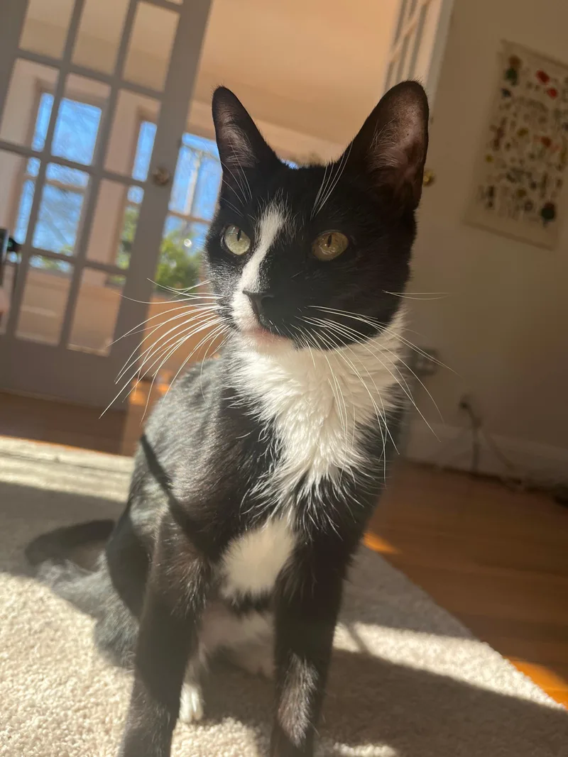 A young medium-sized female Domestic Short Hair cat named Rosey for adoption in Melrose, MA