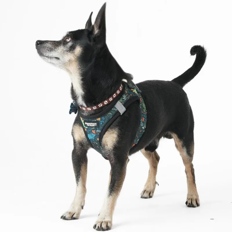 A baby small-sized male Black Chihuahua dog named Hang Ten for adoption in San Francisco, CA