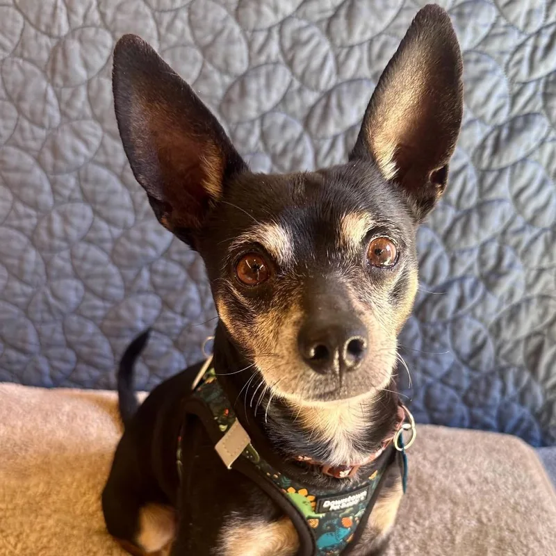 Hang Ten thumbnail 2