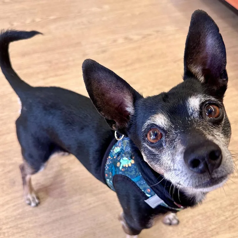 Hang Ten thumbnail 3