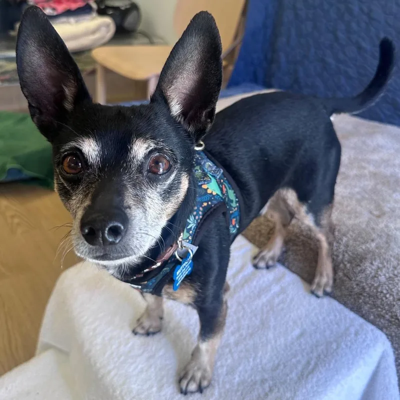 Hang Ten thumbnail 4