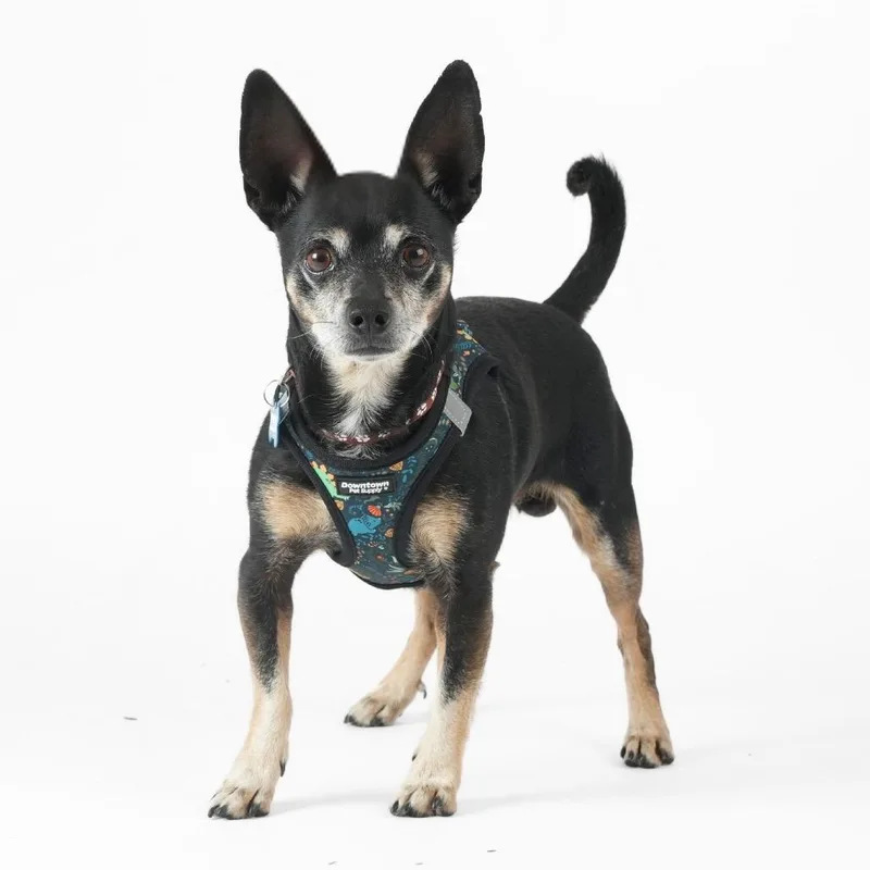 Hang Ten thumbnail 5