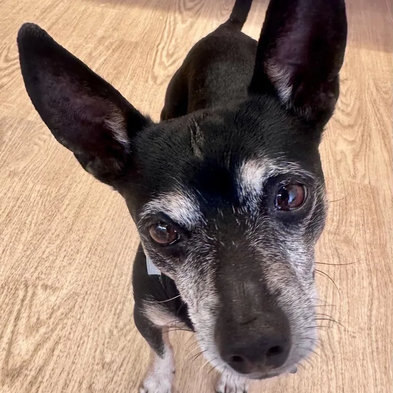 Hang Ten thumbnail 6