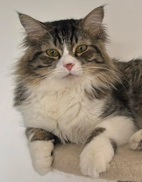 A young medium-sized male Norwegian Forest Cat cat named Fabio for adoption in Snow Hill, MD