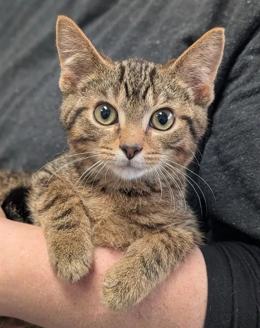 A baby small-sized male Domestic Short Hair cat named Toledo for adoption in Canfield, OH