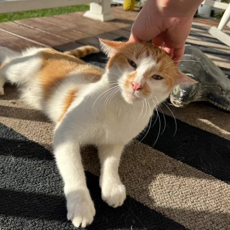 An adult small-sized male White Domestic Short Hair cat named Wylie for adoption in Springboro, OH