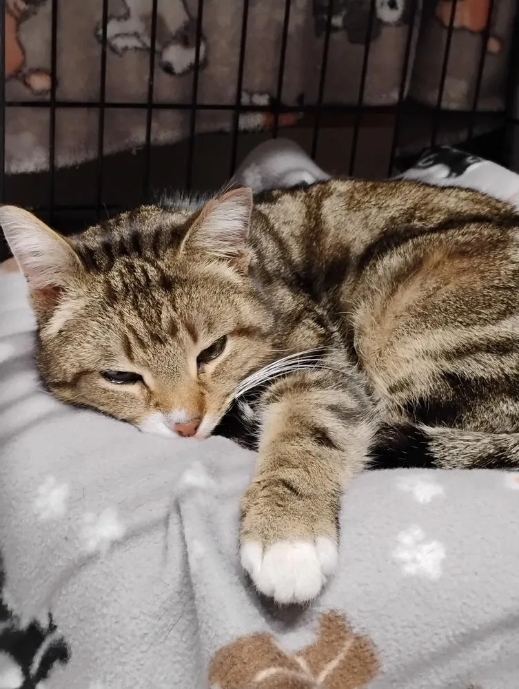 An adult large-sized male Domestic Short Hair cat named Spaghetti for adoption in Oak Park, MI