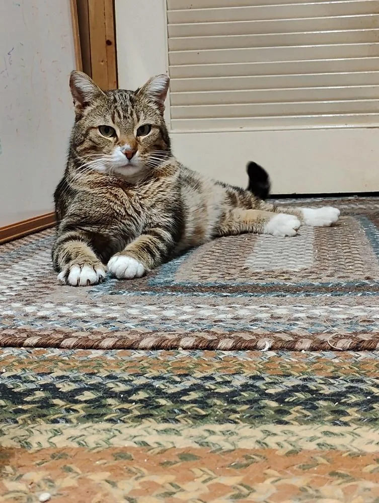 Spaghetti thumbnail 2